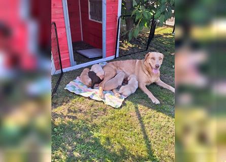 Labradorwelpen ( Hündinnen) aus Familenaufzucht ab 20. Oktober in liebevolle Hände