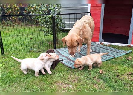 Labrador Mädchen Foxred