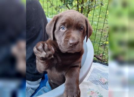 Labrador Mädchen schokobraun