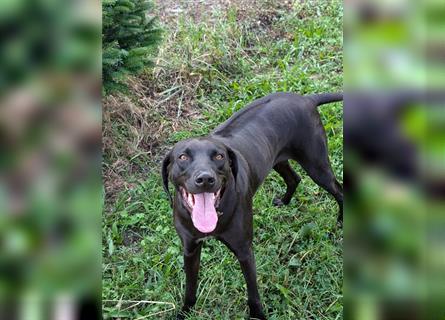 Rhodesian Ridgeback - Weimaraner