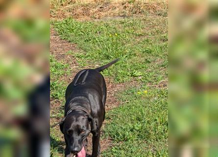 Rhodesian Ridgeback - Weimaraner