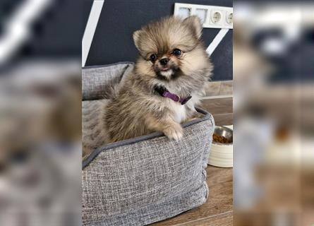 Reinrassige Pomeranian Zwergspitz NUR NOCH EINE WEIBCHEN FREI!