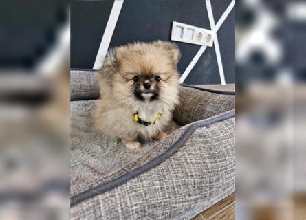 Reinrassige Pomeranian Zwergspitz NUR NOCH EINE WEIBCHEN FREI!