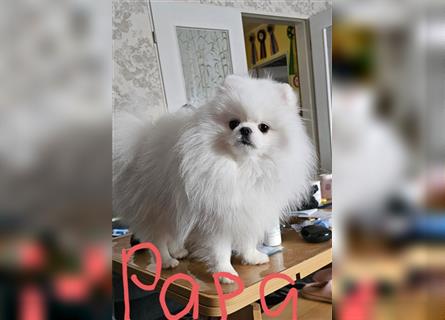 Reinrassige Pomeranian Zwergspitz NUR NOCH EINE WEIBCHEN FREI!