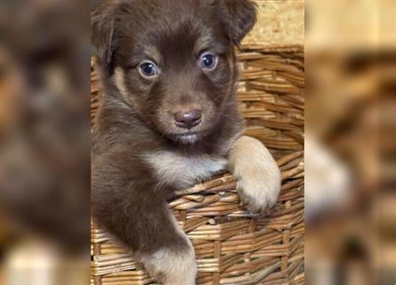 Mini Australian Shepherd aus exclusiver Körzucht