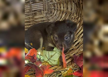 Mini Australian Shepherd Welpen aus exclusiver Körzucht