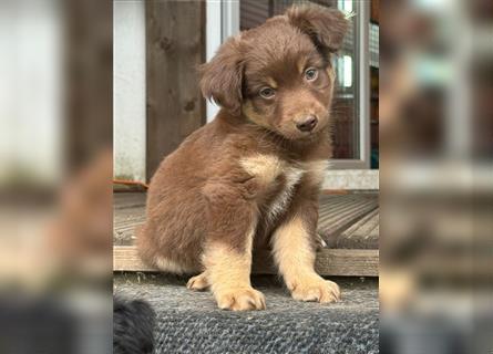 Mini Australian Shepherd aus exclusiver Körzucht