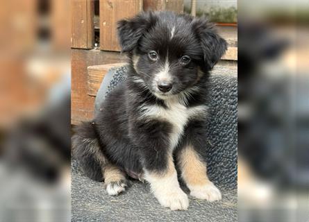 Mini Australian Shepherd aus exclusiver Körzucht