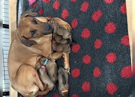 Rhodesien Ridgeback Welpen mit Papieren