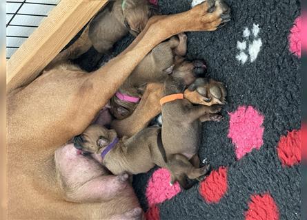 Rhodesien Ridgeback Welpen mit Papieren