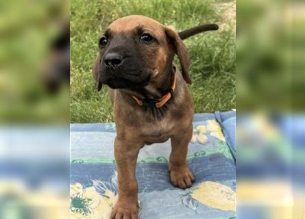 Reinrassige Rhodesian Ridgebackwelpen suchen ein liebevolles zu Hause