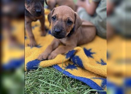 Reinrassige Rhodesian Ridgebackwelpen suchen ein liebevolles zu Hause