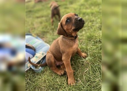 Reinrassige Rhodesian Ridgebackwelpen suchen ein liebevolles zu Hause