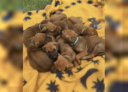 Reinrassige Rhodesian Ridgebackwelpen suchen ein liebevolles zu Hause