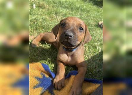 Reinrassige Rhodesian Ridgebackwelpen suchen ein liebevolles zu Hause