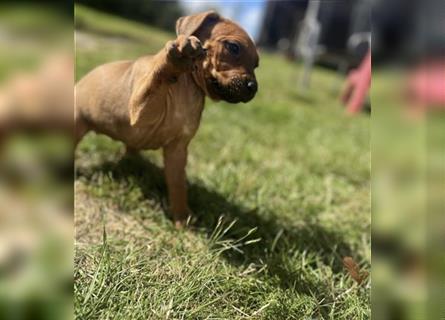 Reinrassige Rhodesian Ridgebackwelpen suchen ein liebevolles zu Hause