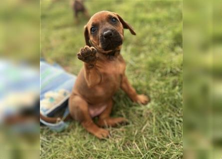 Reinrassige Rhodesian Ridgebackwelpen suchen ein liebevolles zu Hause