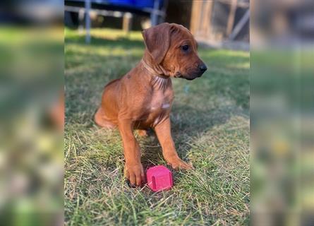 Reinrassige Rhodesian Ridgebackwelpen suchen ein liebevolles zu Hause