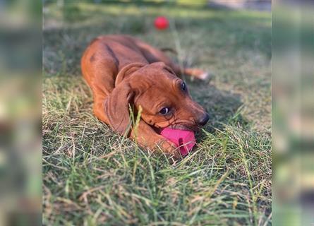 Reinrassige Rhodesian Ridgebackwelpen suchen ein liebevolles zu Hause