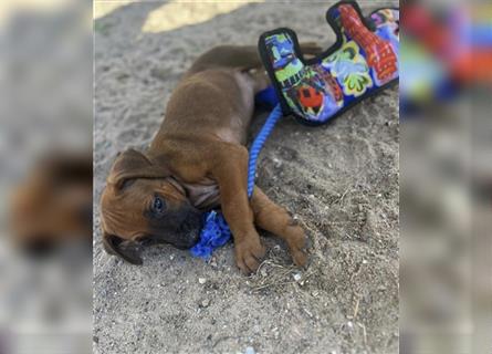 Reinrassige Rhodesian Ridgebackwelpen suchen ein liebevolles zu Hause