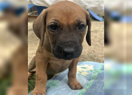 Reinrassige Rhodesian Ridgebackwelpen suchen ein liebevolles zu Hause