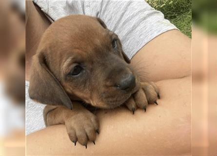 Reinrassige Rhodesian Ridgebackwelpen suchen ein liebevolles zu Hause