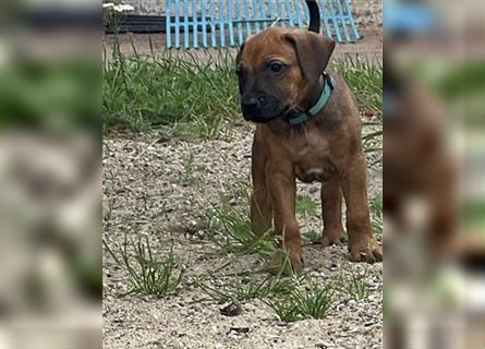 Reinrassige Rhodesian Ridgebackwelpen suchen ein liebevolles zu Hause