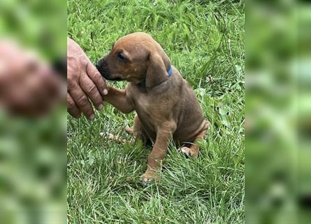 Reinrassige Rhodesian Ridgebackwelpen suchen ein liebevolles zu Hause