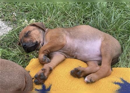 Reinrassige Rhodesian Ridgebackwelpen suchen ein liebevolles zu Hause