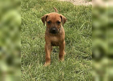 Reinrassige Rhodesian Ridgebackwelpen suchen ein liebevolles zu Hause