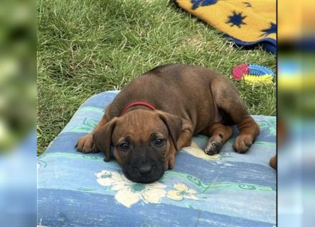 Reinrassige Rhodesian Ridgebackwelpen suchen ein liebevolles zu Hause