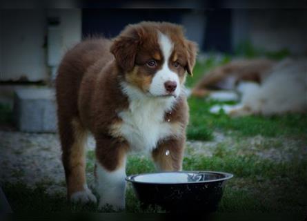 Reinrassige Australian Shepherd Welpen