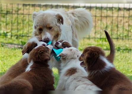 Reinrassige Australian Shepherd Welpen