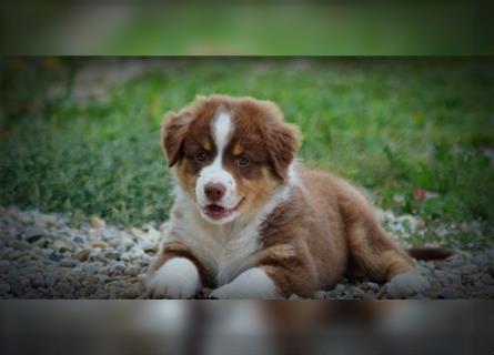 Reinrassige Australian Shepherd Welpen