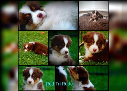 Reinrassige Australian Shepherd Welpen