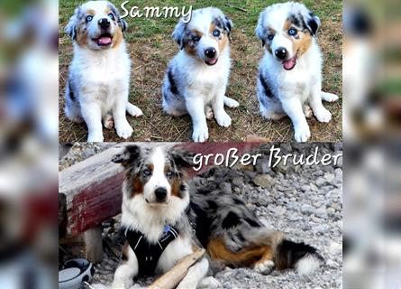 Goldi-Collie-Aussie Welpen/ Rüde-Hündin/ Anfängerhunde/ Sofortabgabe