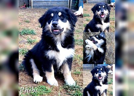 Goldi-Collie-Aussie Welpen/ Rüde-Hündin/ Anfängerhunde/ Sofortabgabe