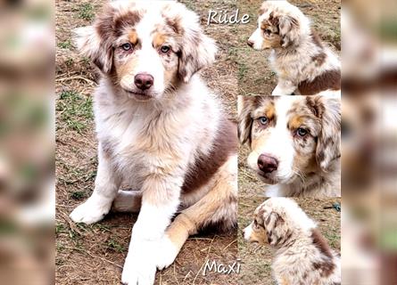 Goldi-Collie-Aussie Welpen/ Rüde-Hündin/ Anfängerhunde/ Sofortabgabe