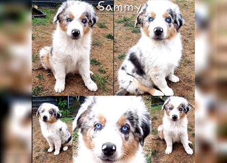 Goldi-Collie-Aussie Welpen/ Rüde-Hündin/ Anfängerhunde/ Sofortabgabe