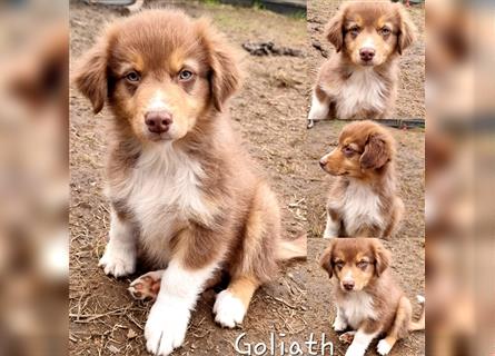 Goldi-Collie-Aussie Welpen/ Rüde-Hündin/ Anfängerhunde/ Sofortabgabe