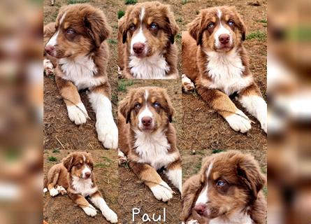 Goldi-Collie-Aussie Welpen/ Rüde-Hündin/ Anfängerhunde/ Sofortabgabe