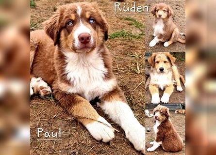 Goldi-Collie-Aussie Welpen/ Rüde-Hündin/ Anfängerhunde/ Sofortabgabe