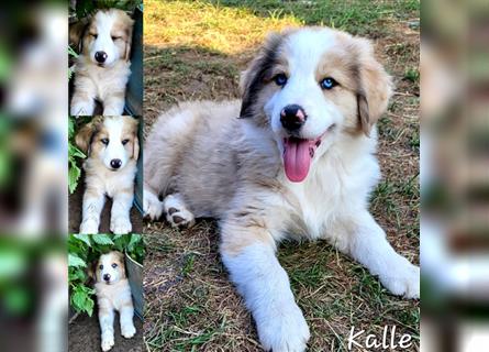 Goldi-Collie-Aussie Welpen/ Rüde-Hündin/ Anfängerhunde/ Sofortabgabe