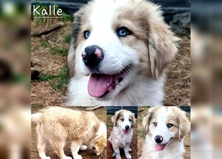 Goldi-Collie-Aussie Welpen/ Rüde-Hündin/ Anfängerhunde/ Sofortabgabe