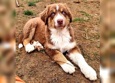 Goldi-Collie-Aussie Welpen/ Rüde-Hündin/ Anfängerhunde/ Sofortabgabe