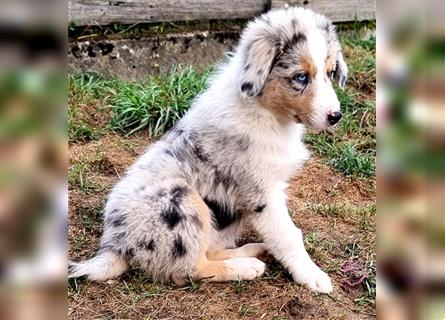 Goldi-Collie-Aussie Welpen/ Rüde-Hündin/ Anfängerhunde/ Sofortabgabe