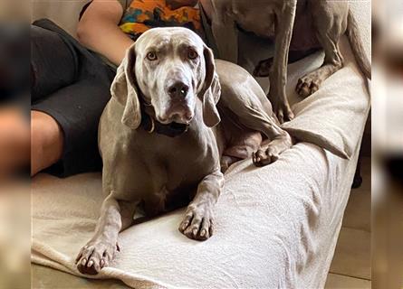 Weltbeste Weimaranerhündin sucht ein liebevolles Zuhause