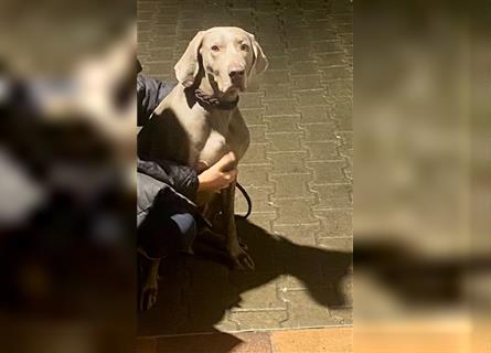 Weltbeste Weimaranerhündin sucht ein liebevolles Zuhause