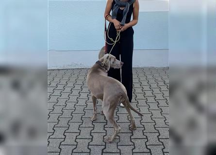 Weltbeste Weimaranerhündin sucht ein liebevolles Zuhause