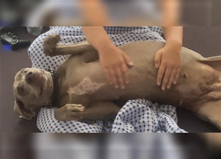 Weltbeste Weimaranerhündin sucht ein liebevolles Zuhause